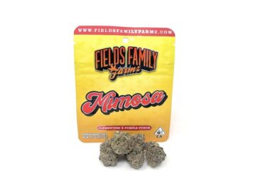 Mimosa